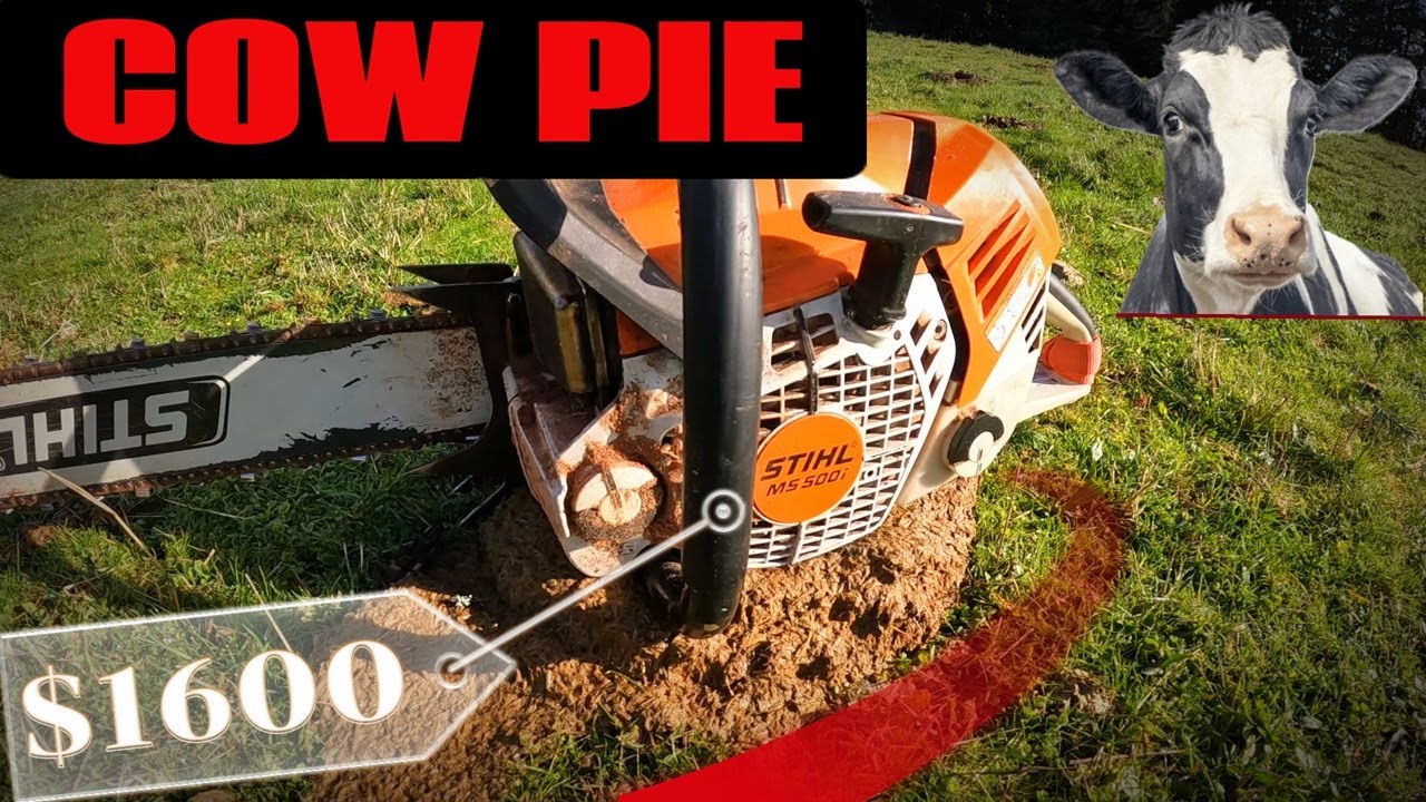 Felling Big Trees With The Stihl 500i