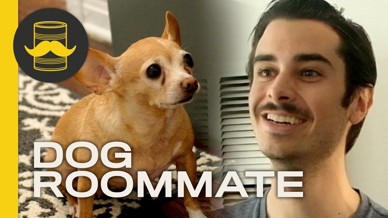 Dog Roommate (feat. Diane) #MadeWithRush