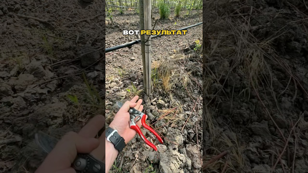 Прополол 8 га ЗА ДЕНЬ?! Спокойно! 🚜💨