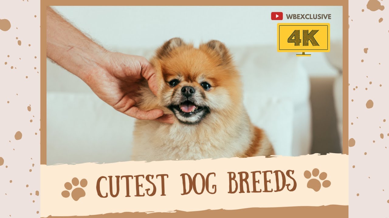 CUTEST DOGS AROUND THE WORLD. WHAT'S YOUR FAVORITE BREED? | wbexclusive [4K ULTRA HD]