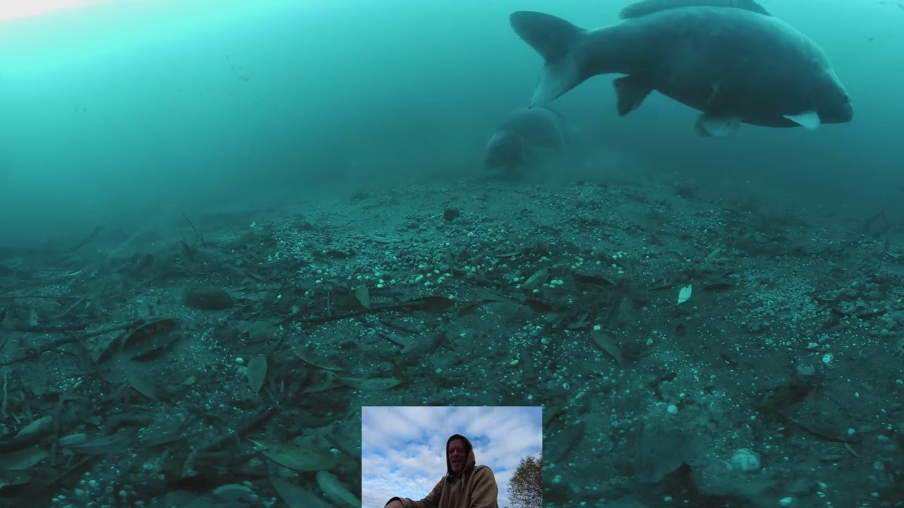 Cromwell Lake - Underwater Carp Fishing - September 2025