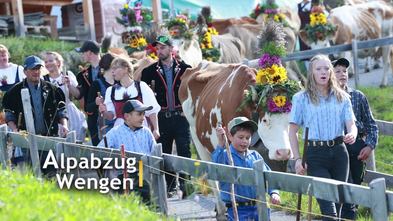 Wengen Alpabzug | Alpine cow parades in Wengen Switzerland.