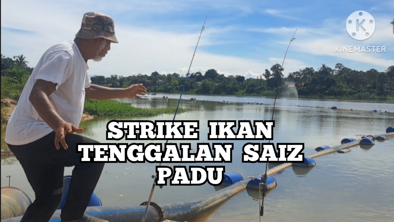 Ikan Tenggalan Saiz Idaman.