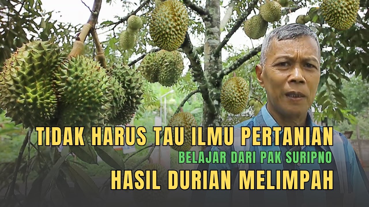TIDAK HARUS TAHU ILMU PERTANIAN, HARUS BELAJAR DARI PAK SURIPNO UNTUK HASIL DURIAN YANG MELIMPAH