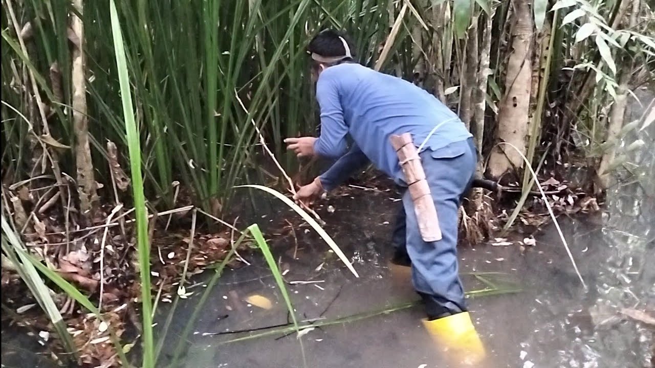 najur dispot pedalaman hutan rawa..! sampai gemetaran berulang kali tajur kami diseret ikan² besar 😱