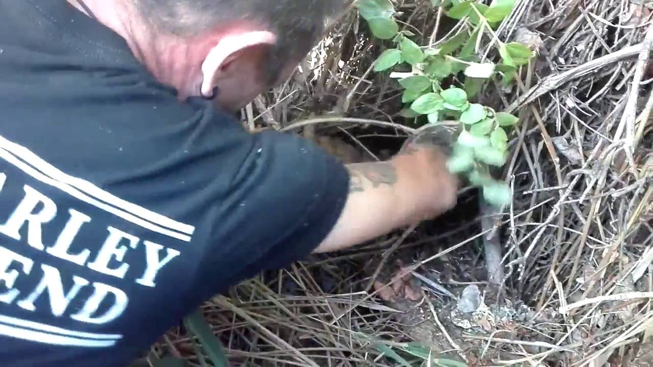 Rescate de Marley
