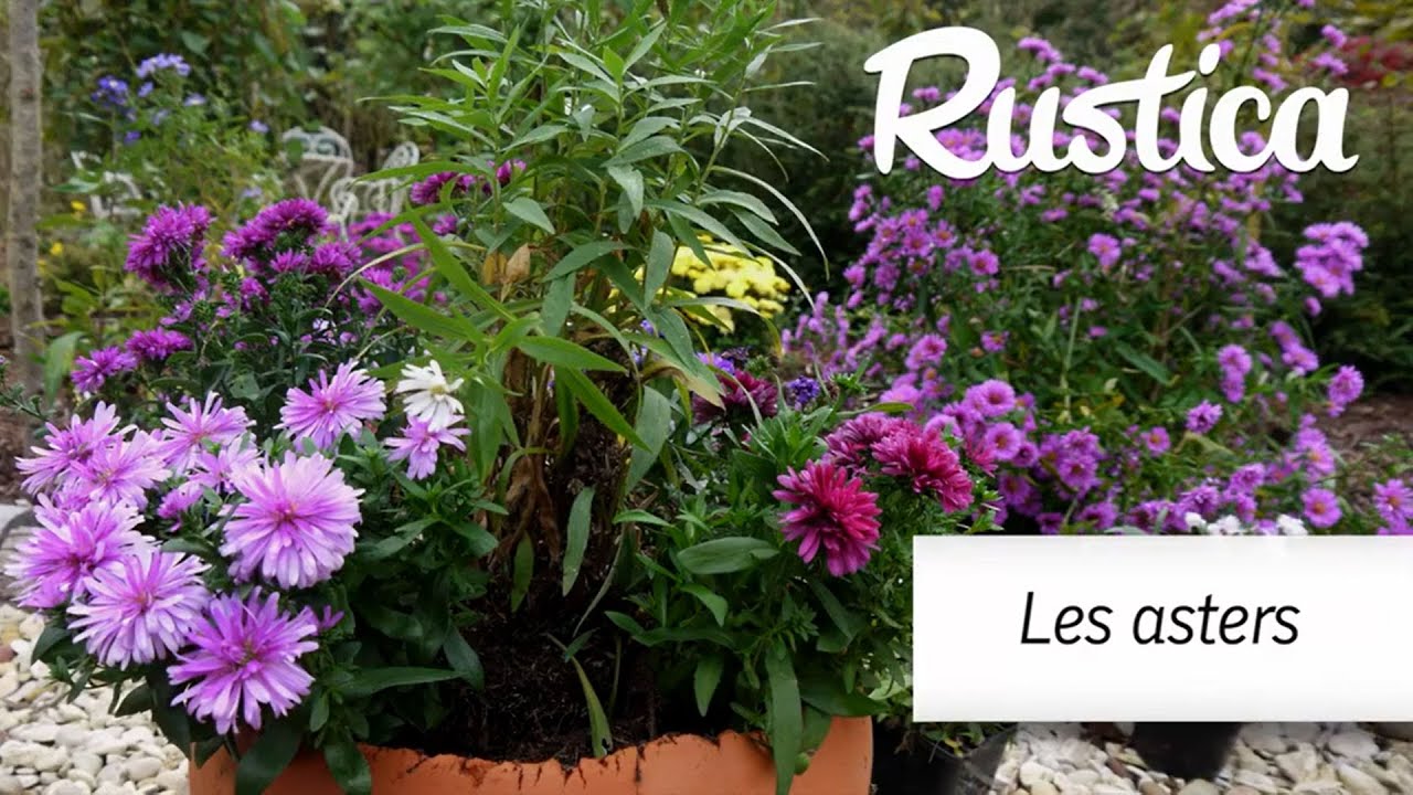Les asters