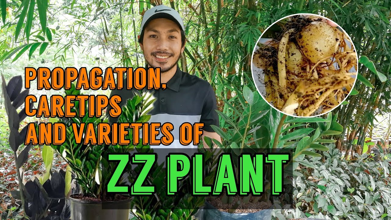 ZZ PLANT CARE TIPS AND PROPAGATION