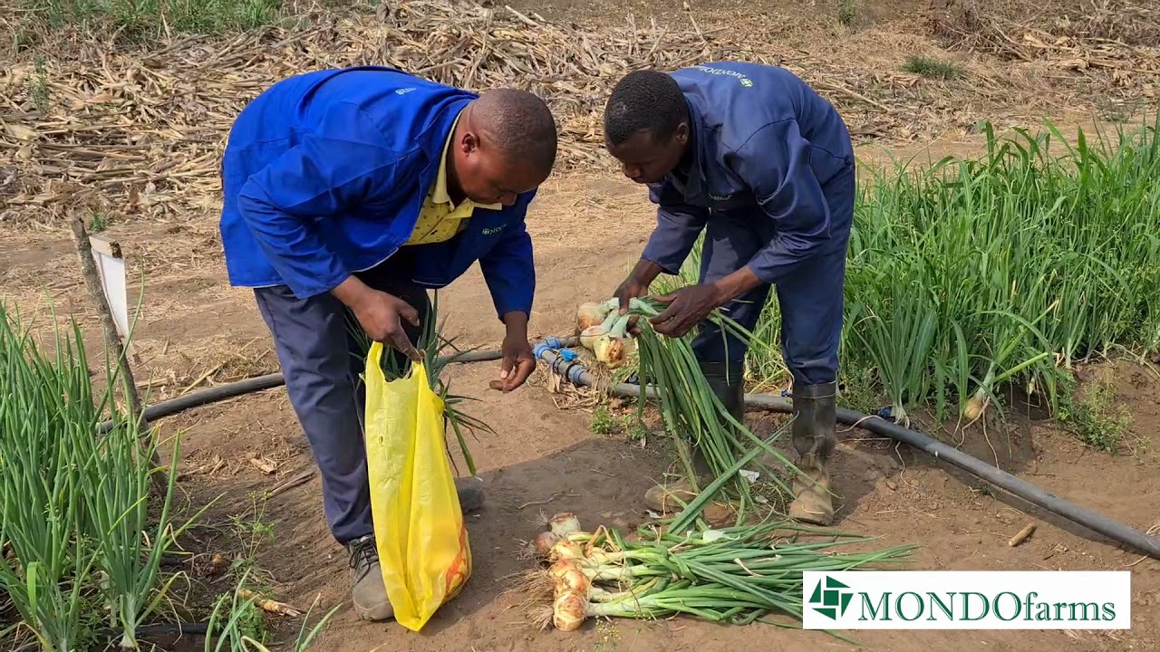Onion Farming in Zambia: 2021 Update 3 (Oct 05): Crop on Riverside 1 Almost Ready for Harvest