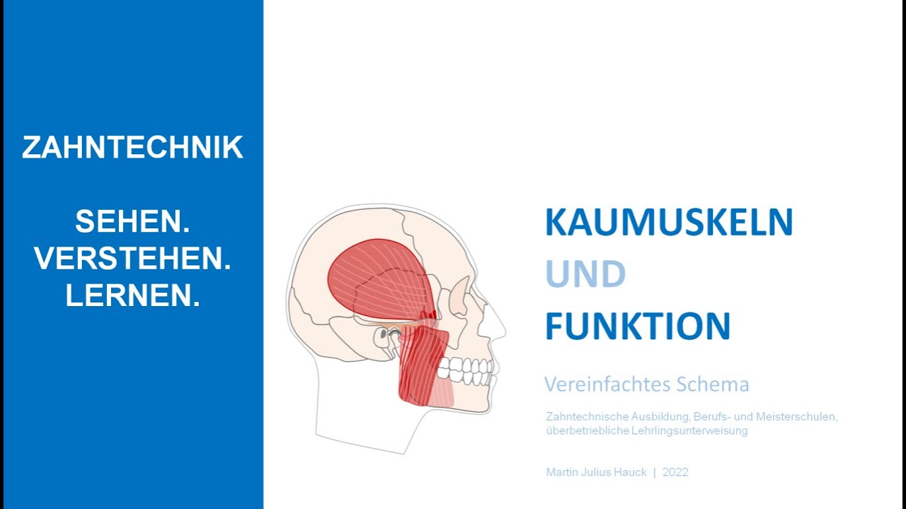 Kaumuskeln und Funktion - Vereinfachte Darstellung