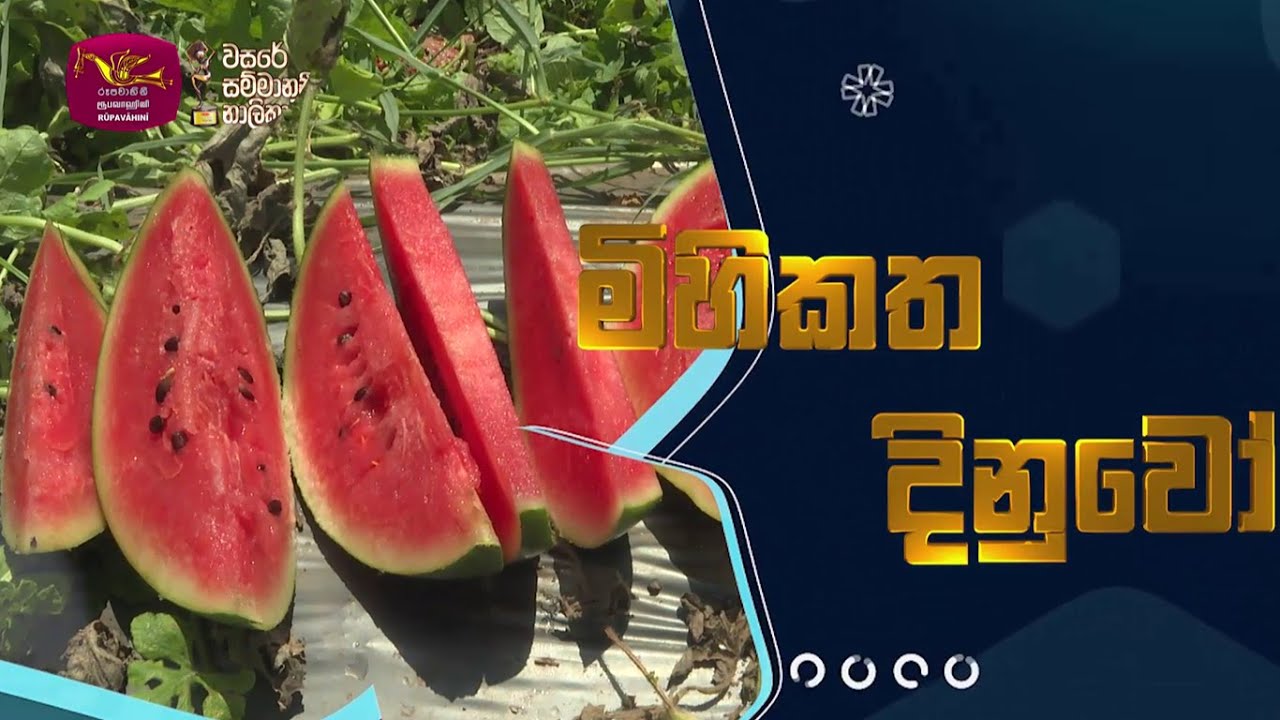 Mihikatha Dinuwo  | තන්තිරිමලේ කොමඩු  වගාව | 2025-06-21 | Rupavahini