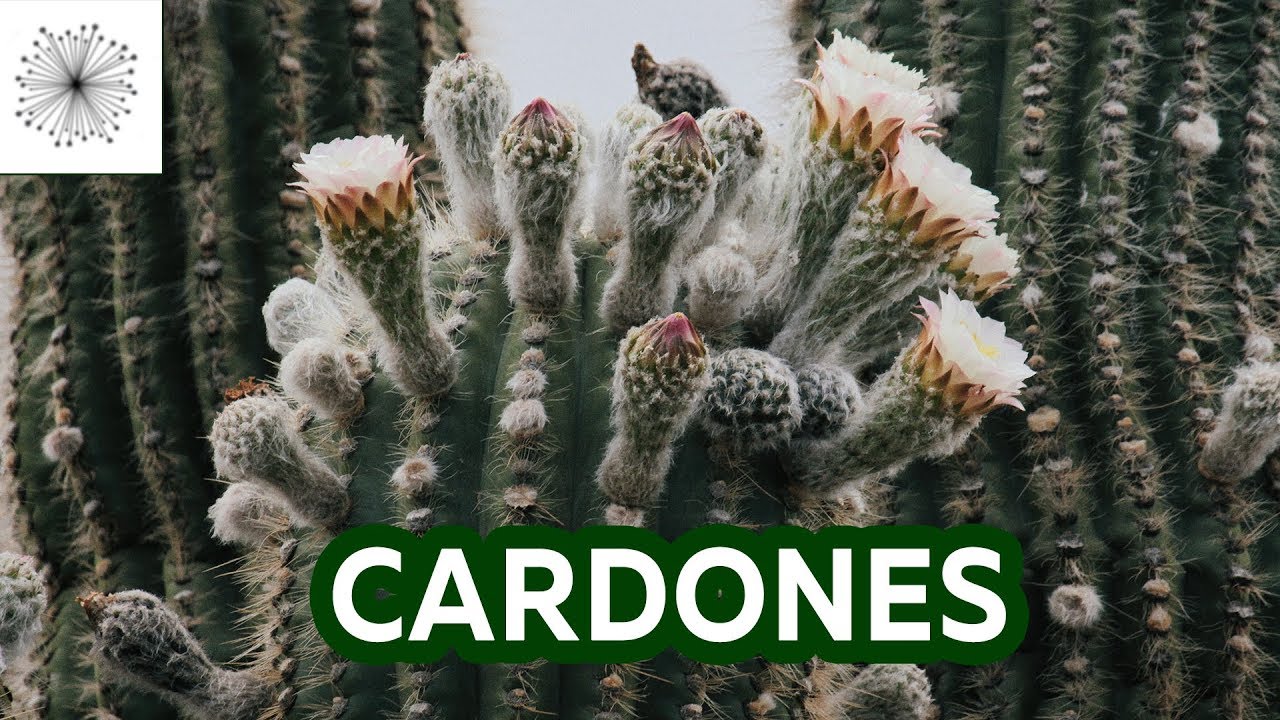 Todo sobre el Echinopsis atacamensis o Cardón