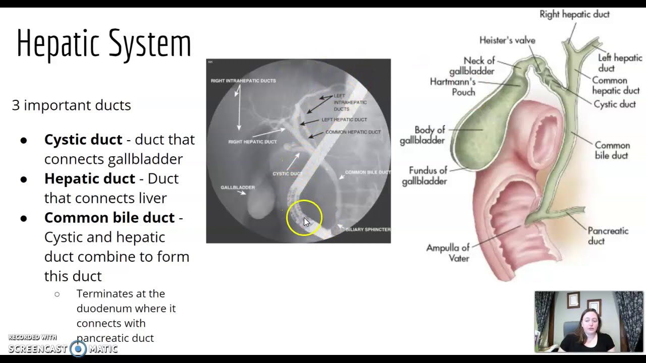 ARRT Procedures part #6 - Surgical & Urological