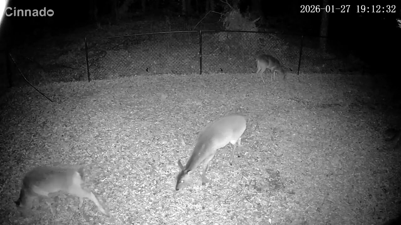 Deer 1/28/26