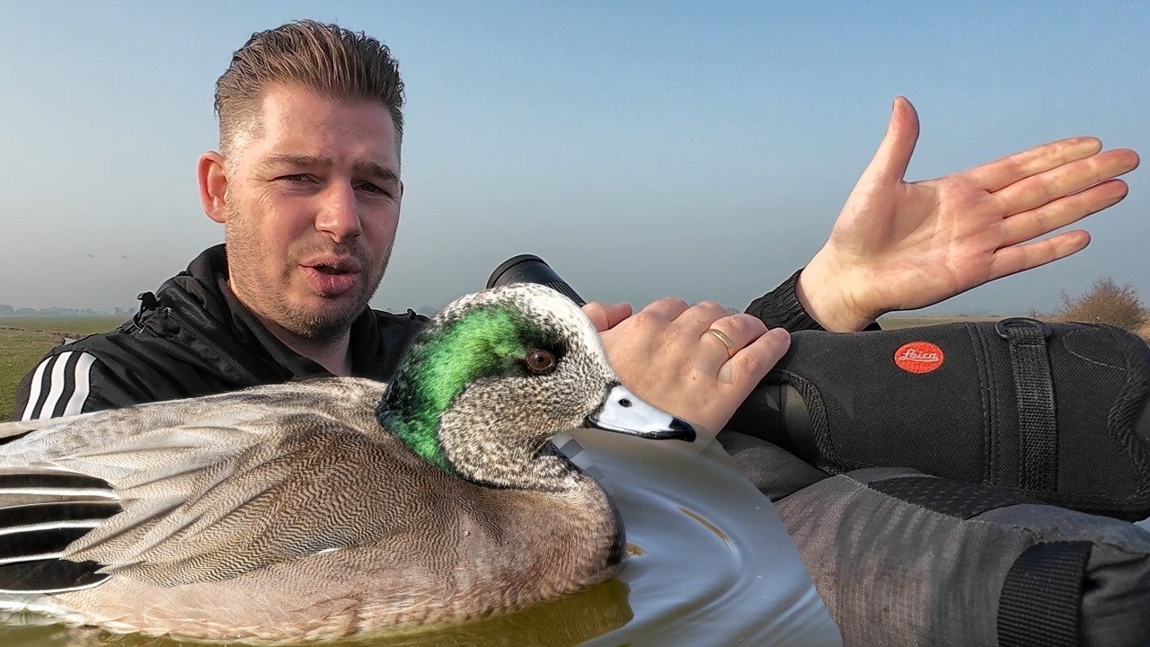 Amerikaanse Smient bij Sneek