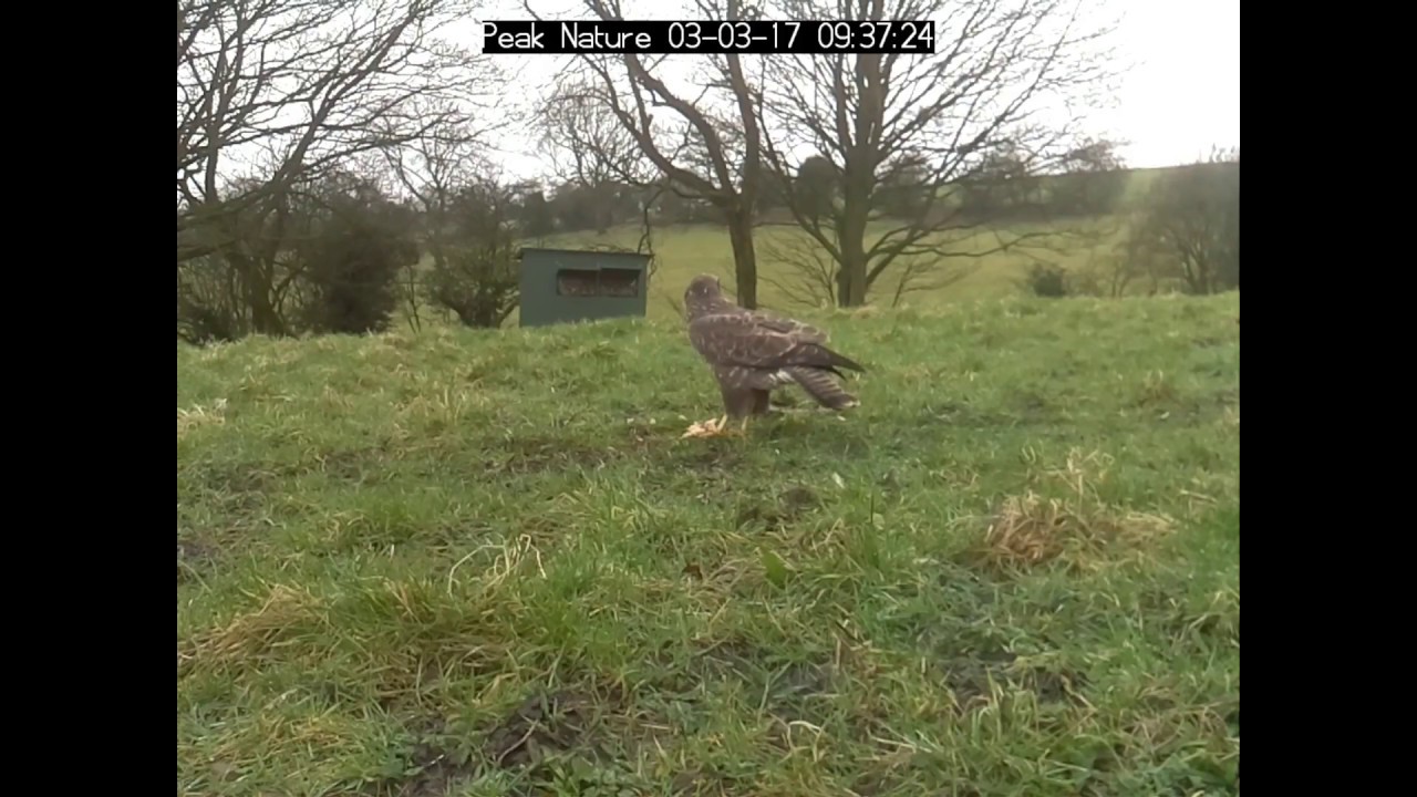 Buzzard Hide - 3 March 2017