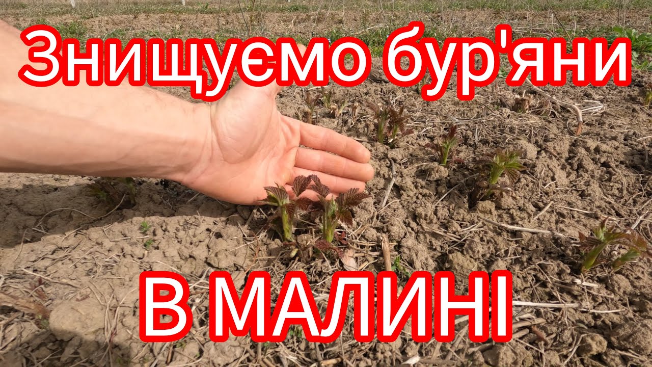 Знищуємо пирій в ремонтантній малині. Гербіцид для ремонтантної малини.