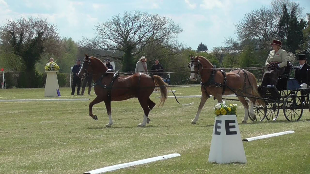 Pony tandem, carriage driving, dressage