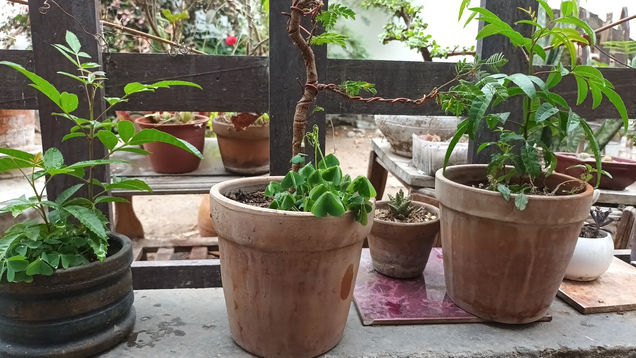 En el jardín #prebonsai #siempreverde