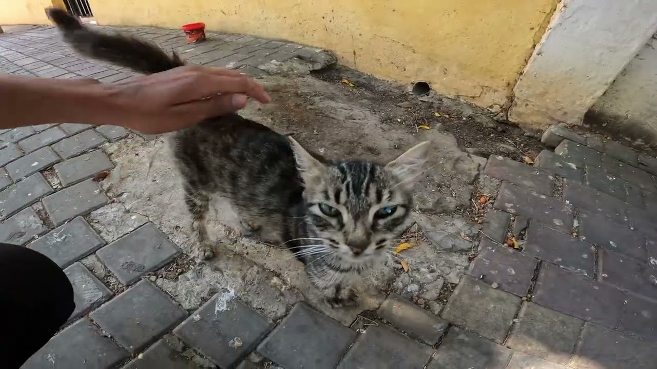 A cute spotted cat approaches me and rolls between my feet, hungry.