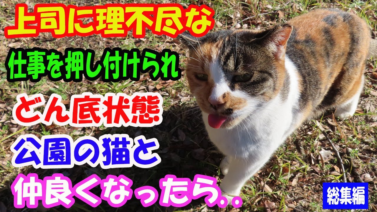 上司に理不尽な仕事を押し付けられどん底状態。公園にいる猫とおじいさんと仲良くなったら、ある日グループの会長が現れて言った「あの猫は元気？」【猫の不思議な話】【総集編】