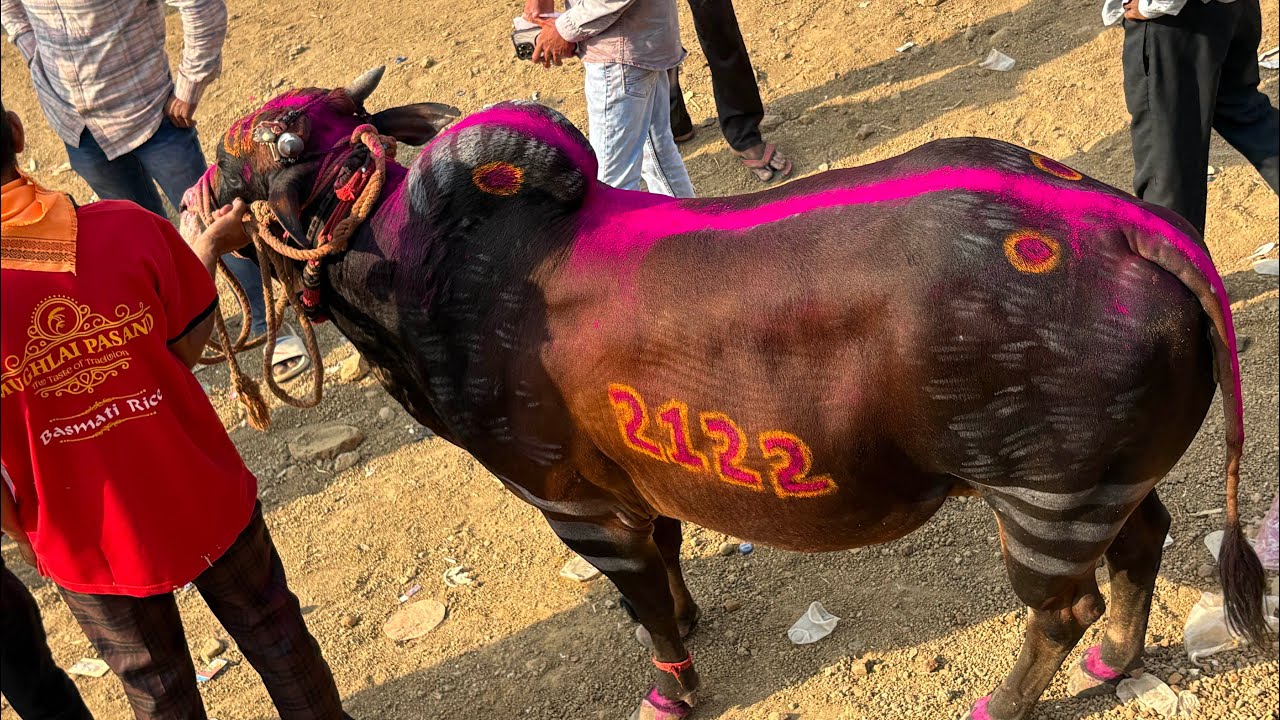 भुंगा-सैराट विरुद्ध मोत्या-कोकटेल 