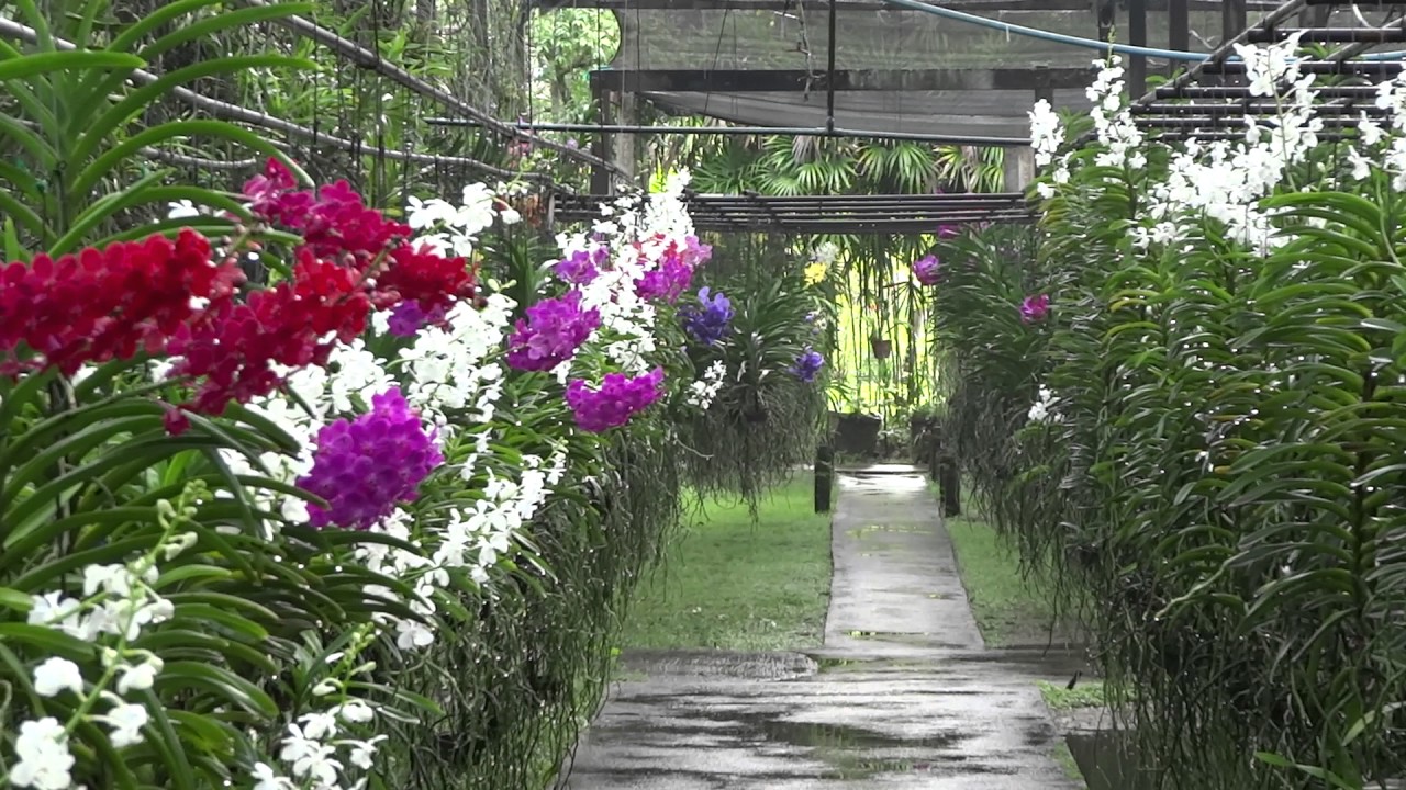 Sainamphung Orchid Nursery