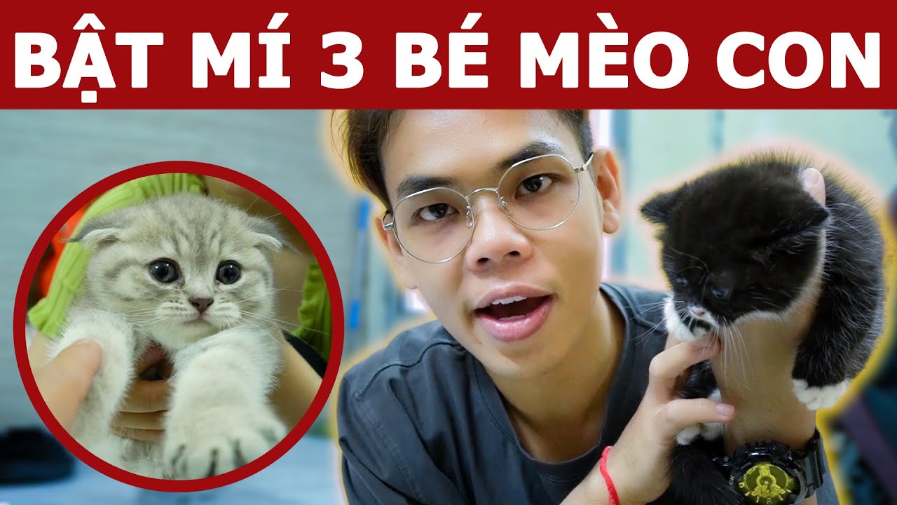 Bật mí 3 bé mèo con của ba Moon và mẹ Bụng Bự | Oops Banana Vlog 183
