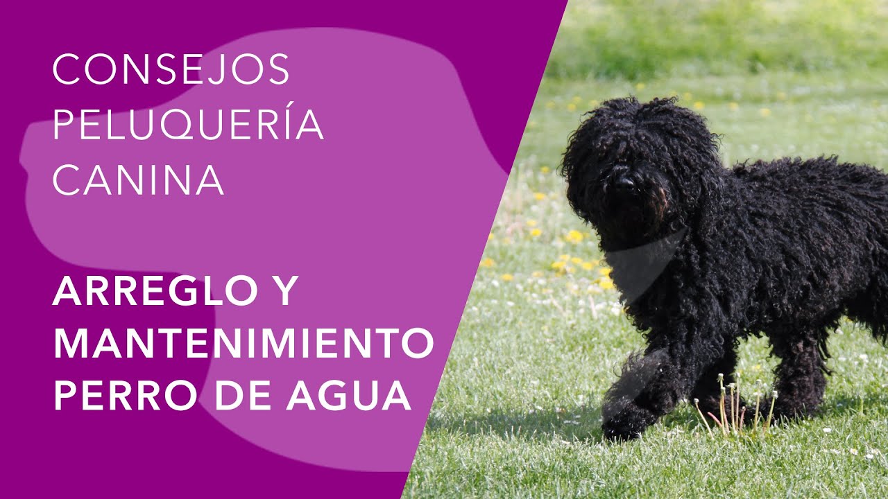 PELUQUERÍA DEL PERRO DE AGUA ESPAÑOL - PDAE