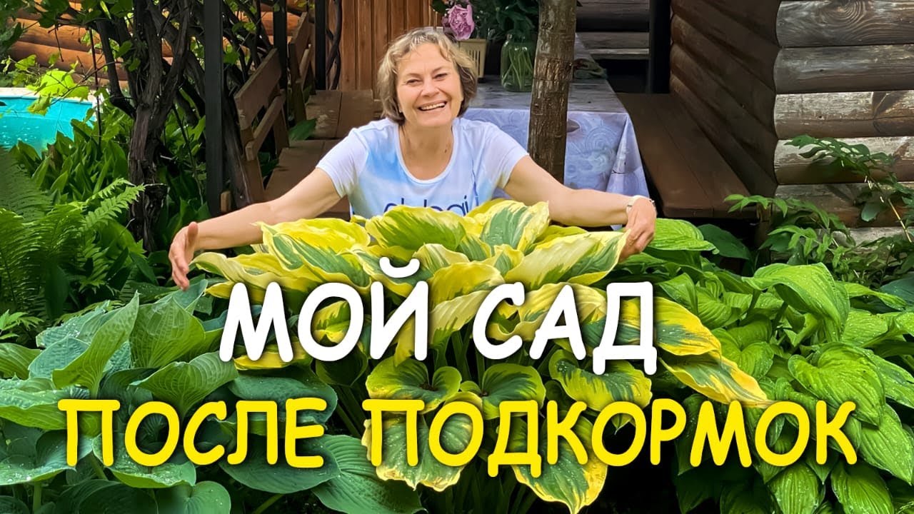 МОЙ САД  после НАТУРАЛЬНЫХ ПОДКОРМОК