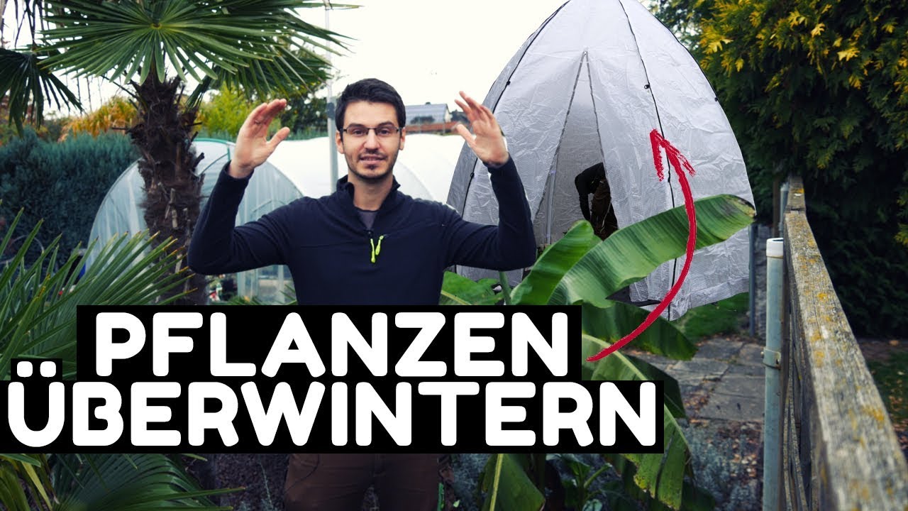So überwinter ich meine Pflanzen im Bio Green Tropical Island XL