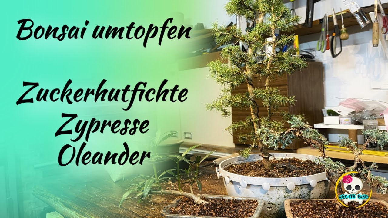 Bonsai umtopfen / Bonsai selber machen