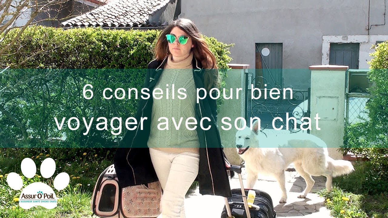6 conseils pour bien voyager avec son chat | Assur O'Poil
