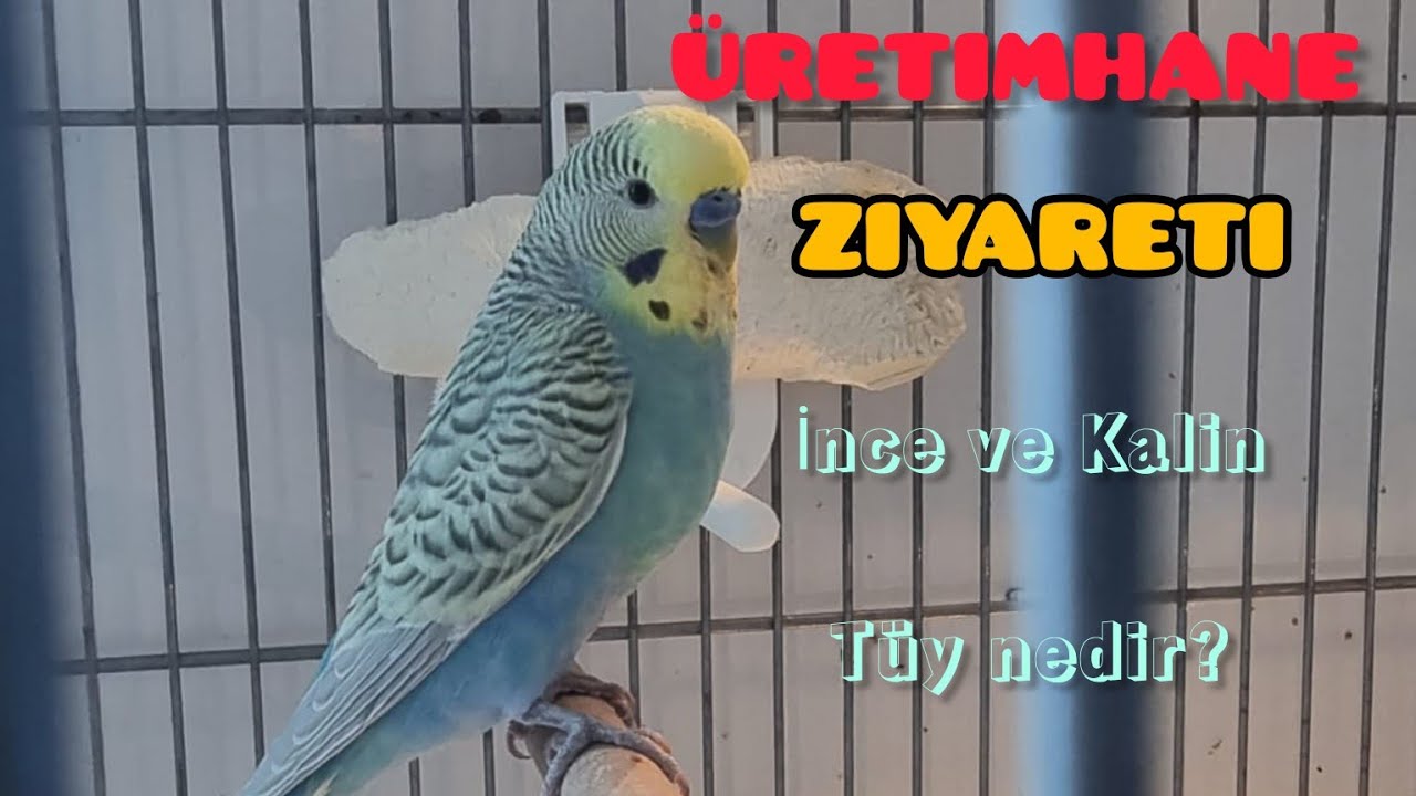 Üretimhane Ziyareti l Kuşları Ben Eşledim l Kalın Tüy İnce Tüy Nedir l Vlog