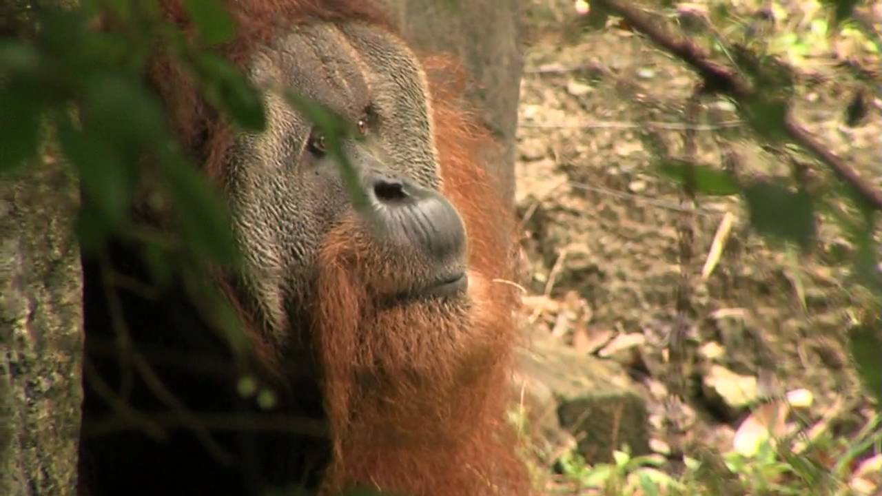 New Sumatran Orangutan-Cincinnati Zoo