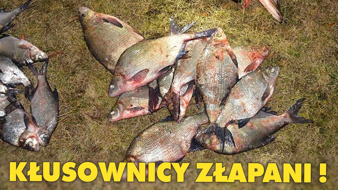 Jaki wyrok za skłusowane leszcze ?