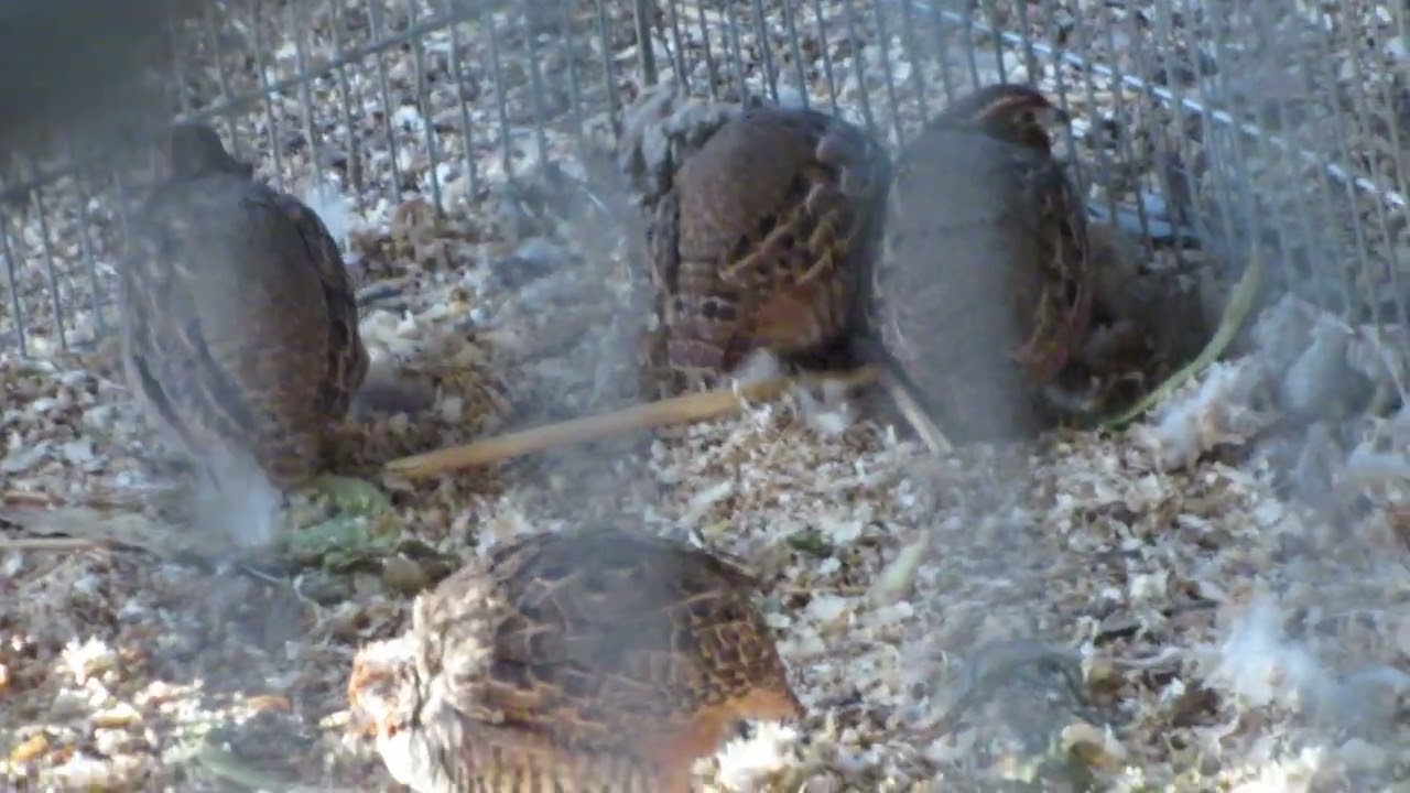 Jungle Bush quail