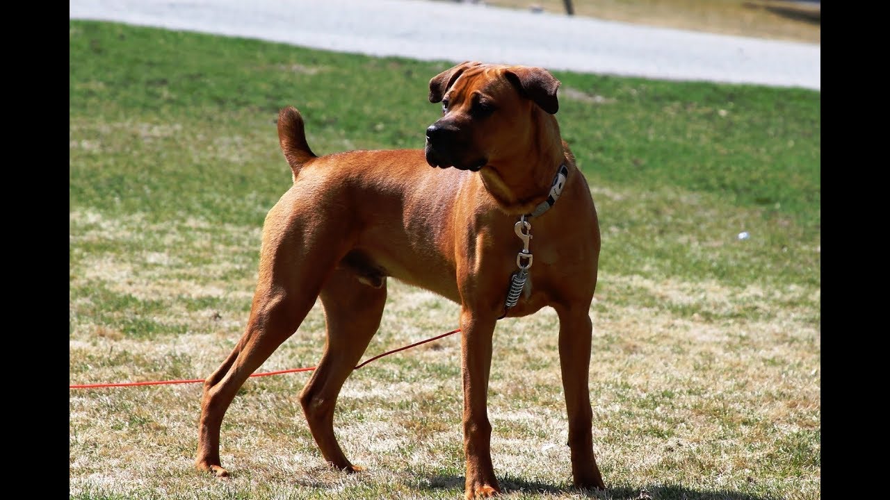Boxer & Rottweiler Mix