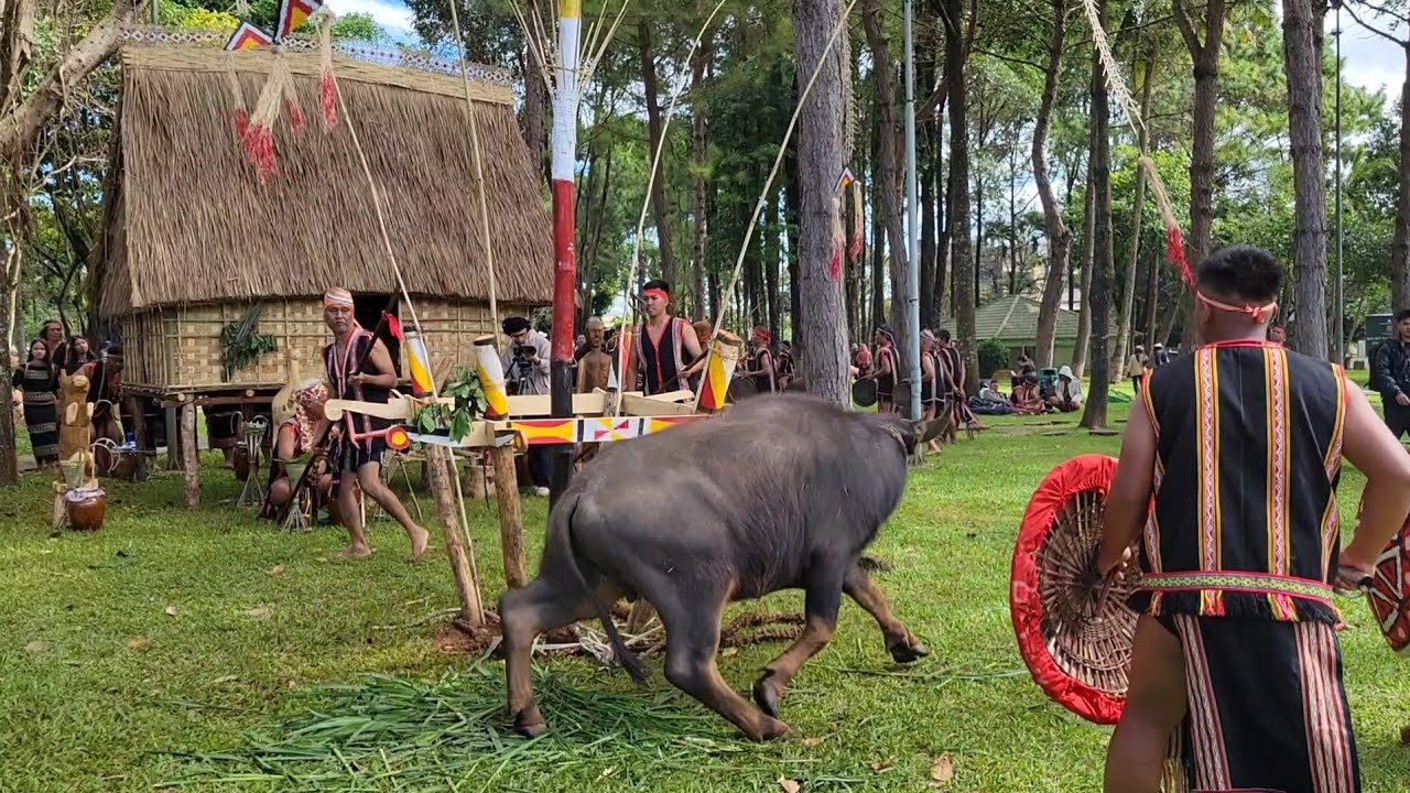 Tổng hợp cồng chiêng Lễ hội đâm trâu được tái hiện lại. mời các bạn cùng xem 