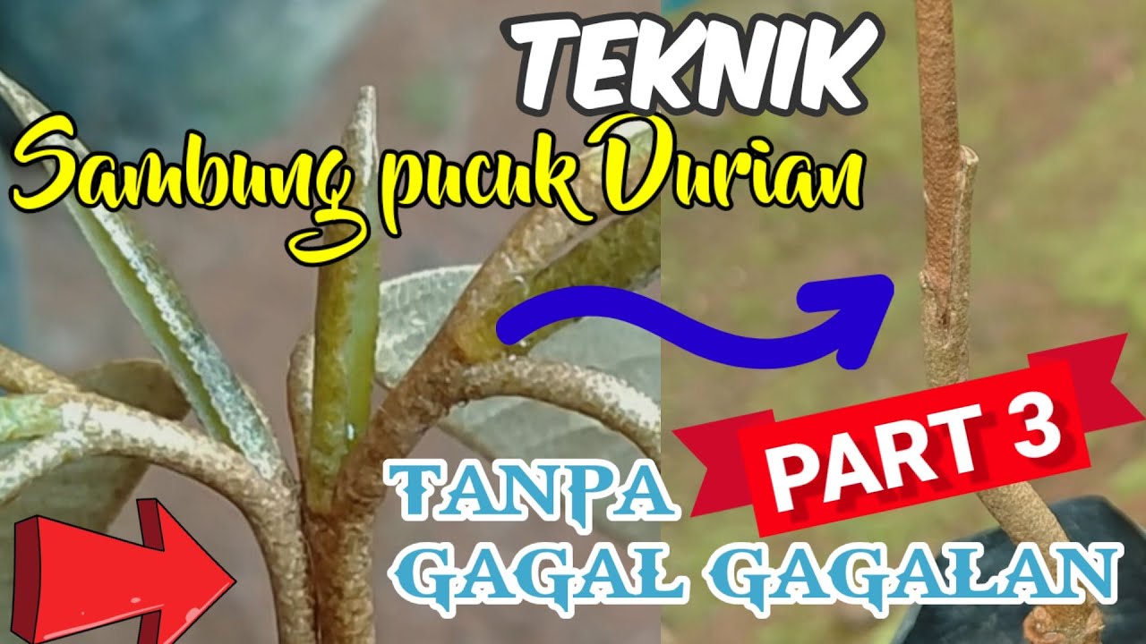 Sambung Pucuk DURIAN Terbukti Berhasil