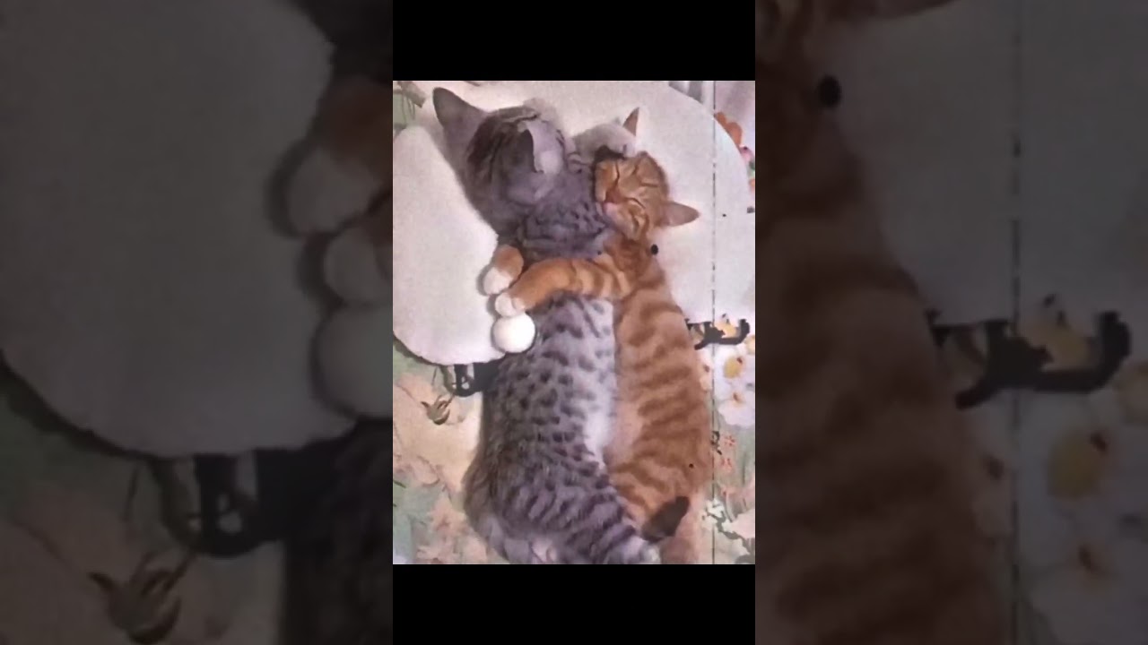 Love cats in VHS Videos - Lo-fi #cats #cat #love #vhs #vibe #lofi #music #gatos #gatinhos
