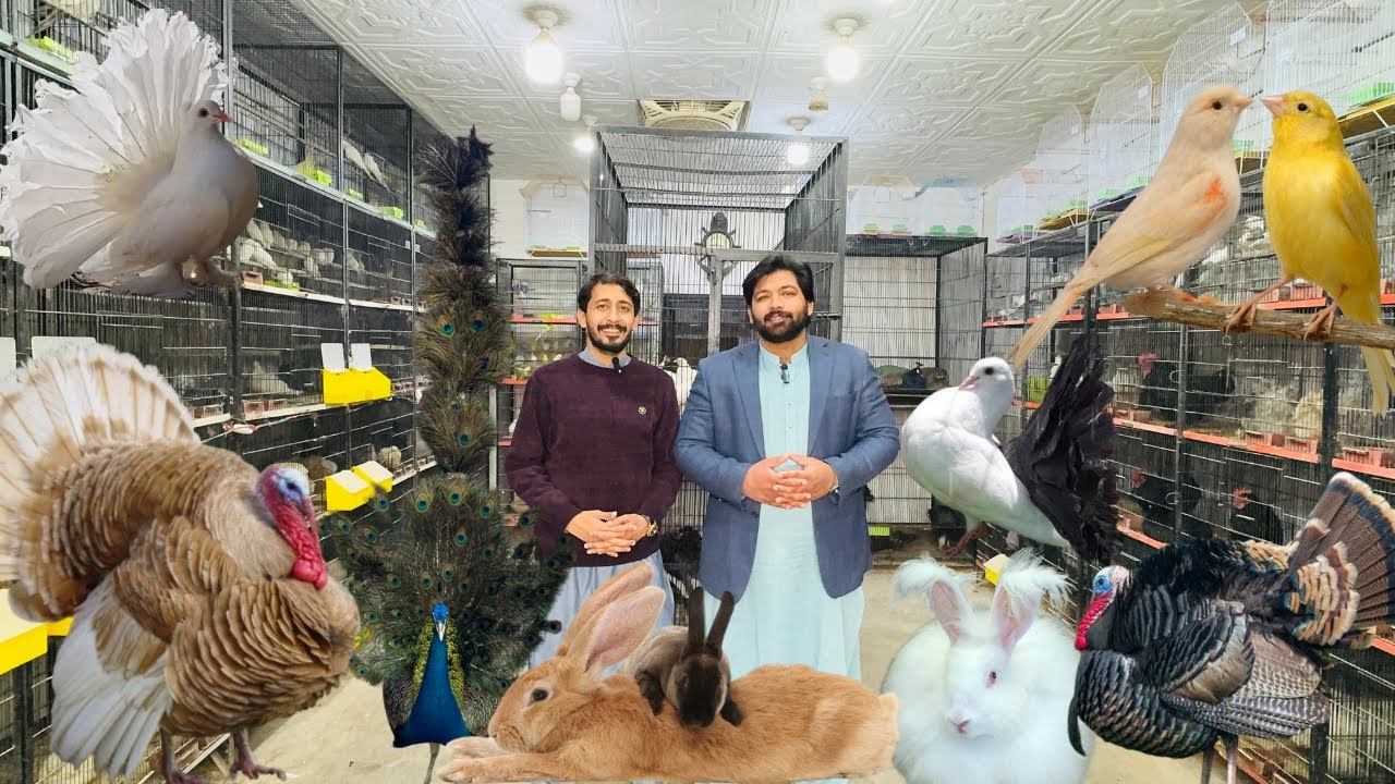 Multan Birds Market Rashadabad Birds Home Shop Latest Update 20 December 2025 |Pakistan Birds Market