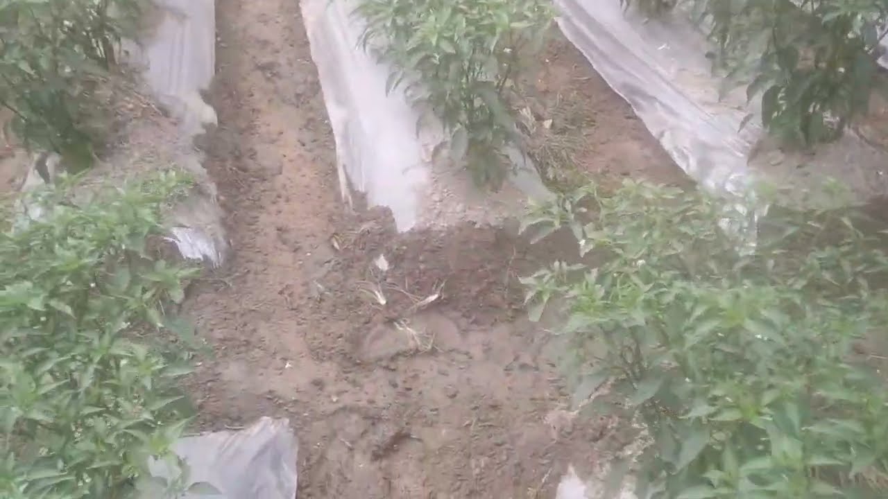 মালচিং পদ্ধতিতে মরিচ চাষের ক্ষেত্রে 50 দিন বয়সে মরিচের সার প্রয়োগ পদ্ধতি এবং সারের পরিমাণ