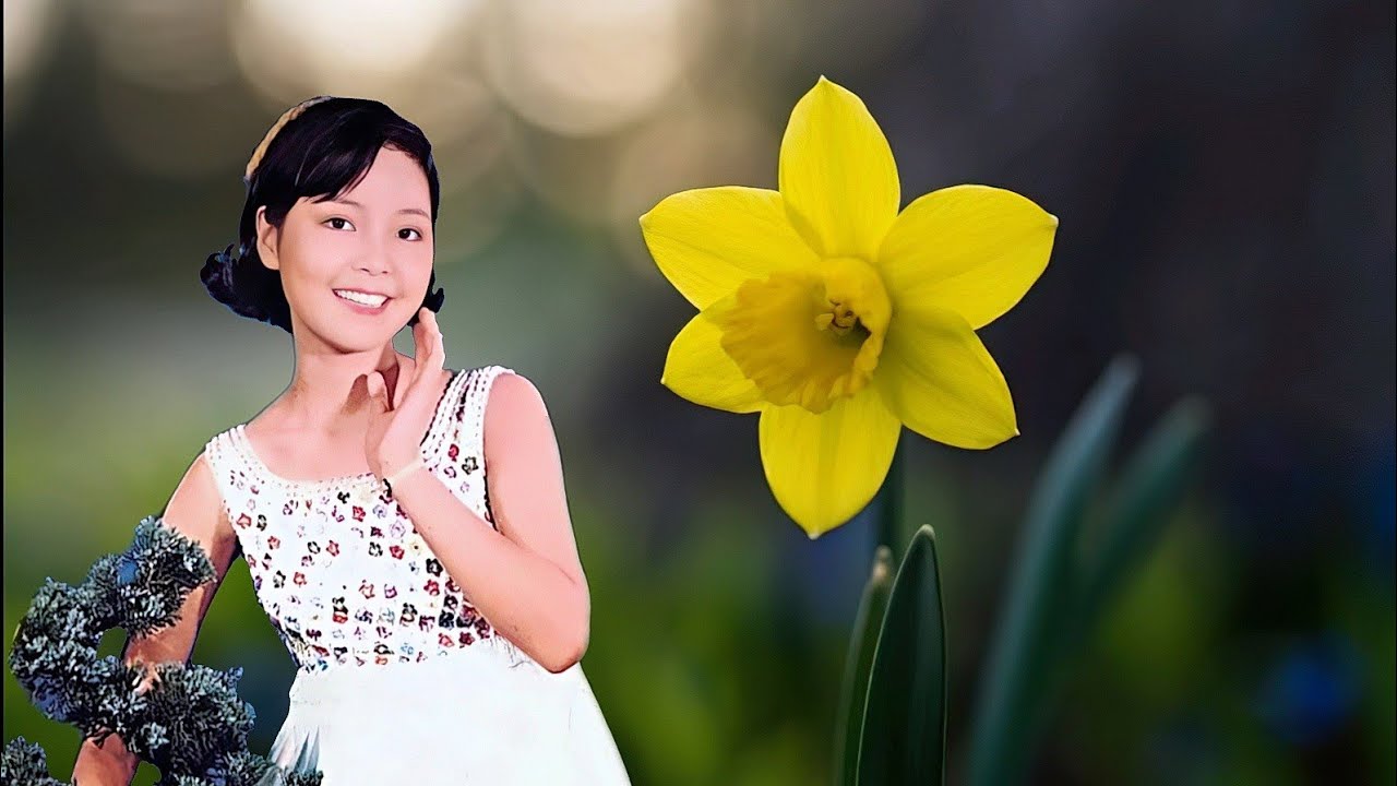 小小水仙花   鄧麗君 / 李碧華   水仙