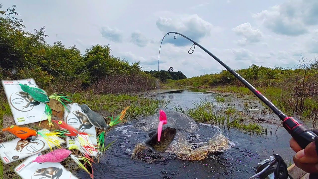 GILAA !! CASTING IKAN GABUS DI SPOT YANG LAMA TIDAK DI DATANGI TERNYATA MENJADI ISTIMEWA #AS-248