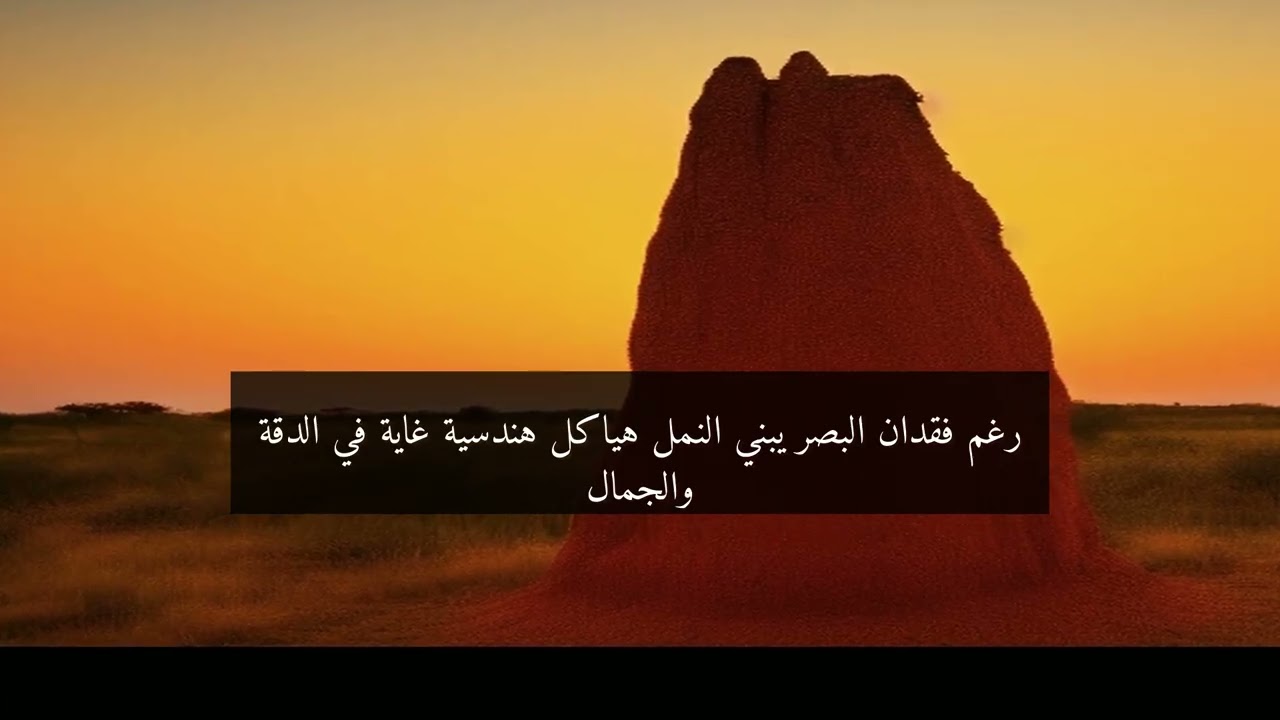 عجائب النمل الأبيض في البناء: مهندسو الطبيعة المذهلون