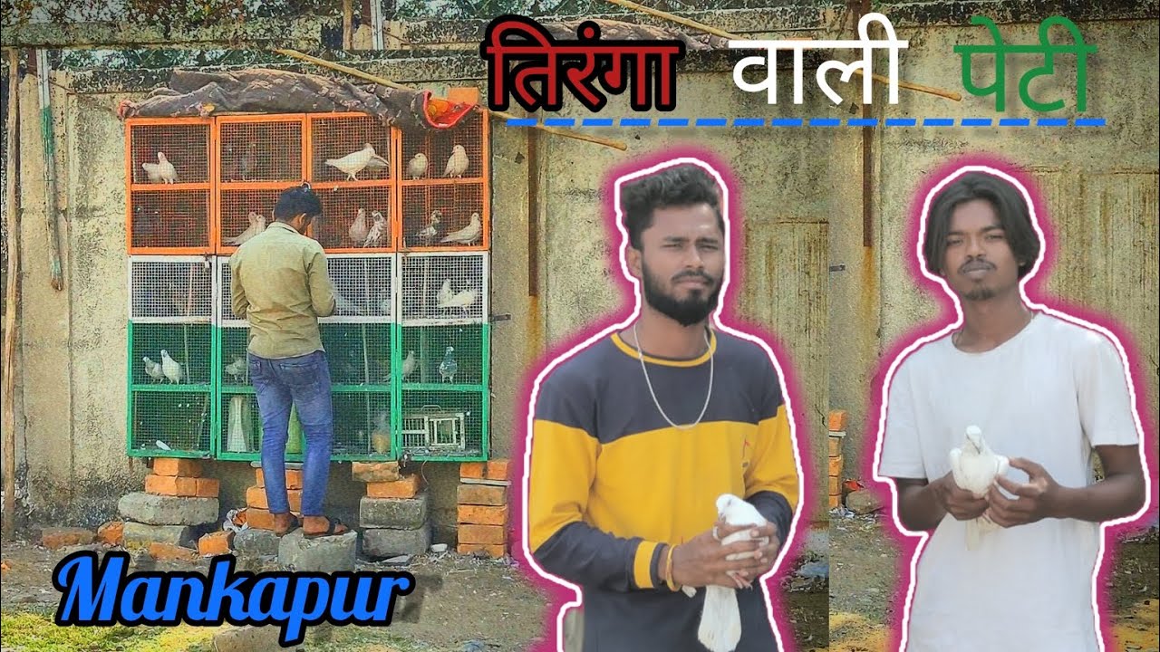 Mankapur old blood line 🕊️pigeon || Tiranga wali peti  mankapur Nagpur kalsire,Punjabi,malwai,kalank