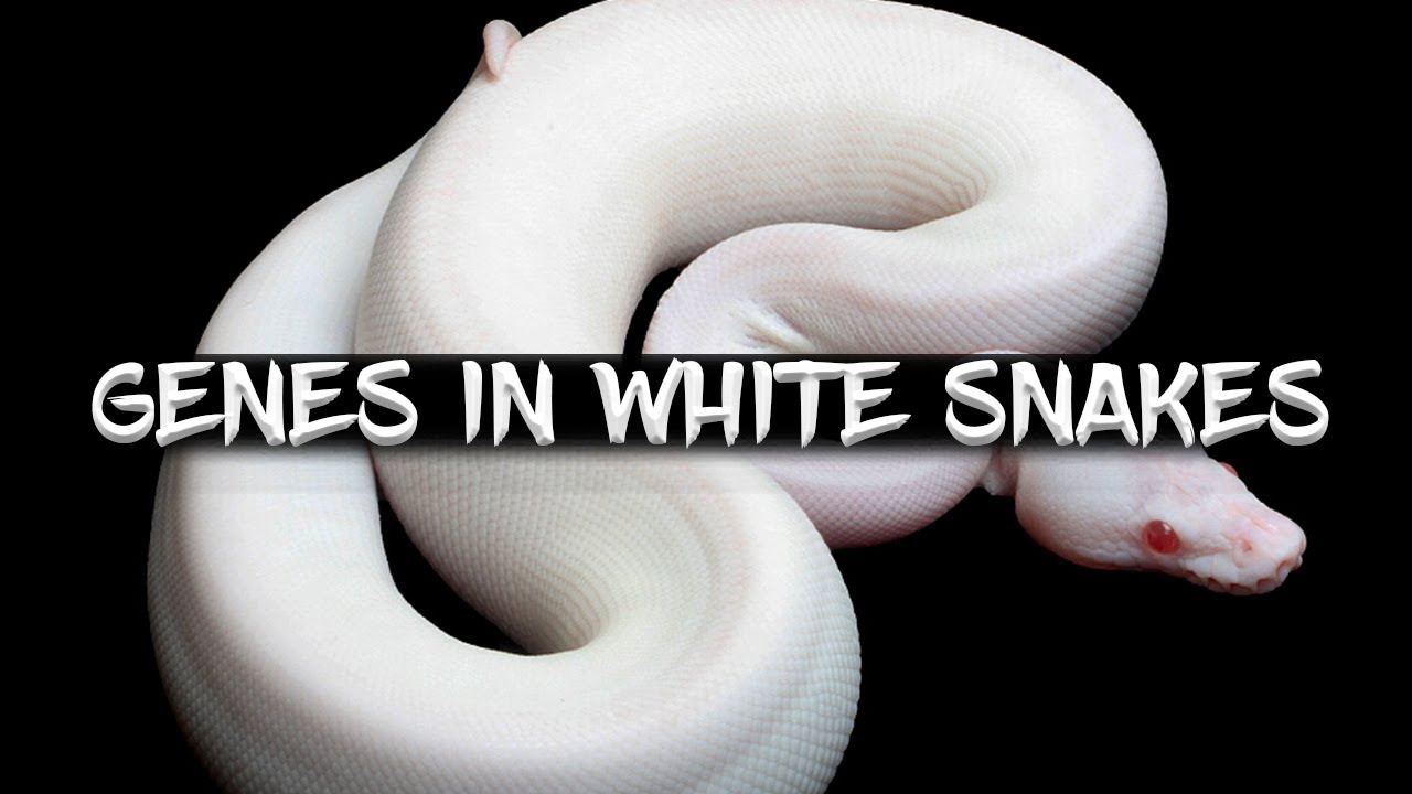 How to Identify Genes in Your White Ball Python