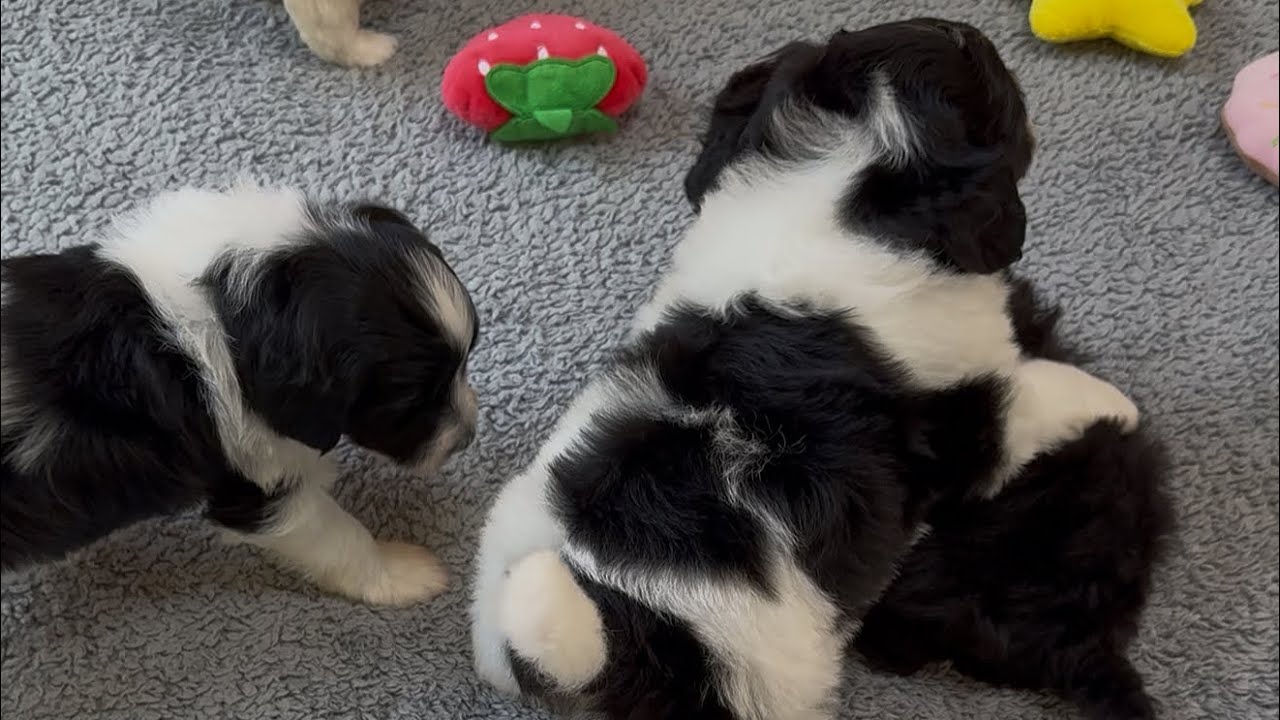 Olives Mini Bernedoodles are 3 weeks! 🥰