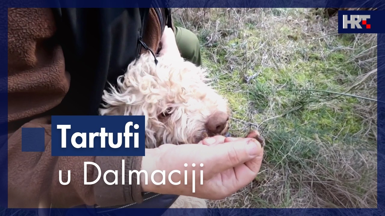 Tartufi nisu samo u Istri: traže ih i po Dalmaciji
